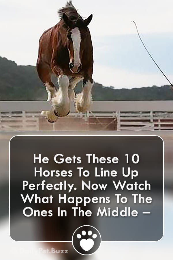 He Gets These 10 Horses To Line Up Perfectly. Now Watch What Happens To The Ones In The Middle –